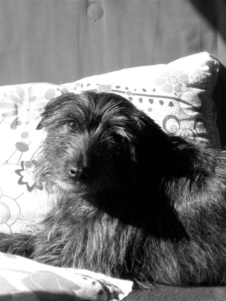 Blanding af racer Molly. billede 3