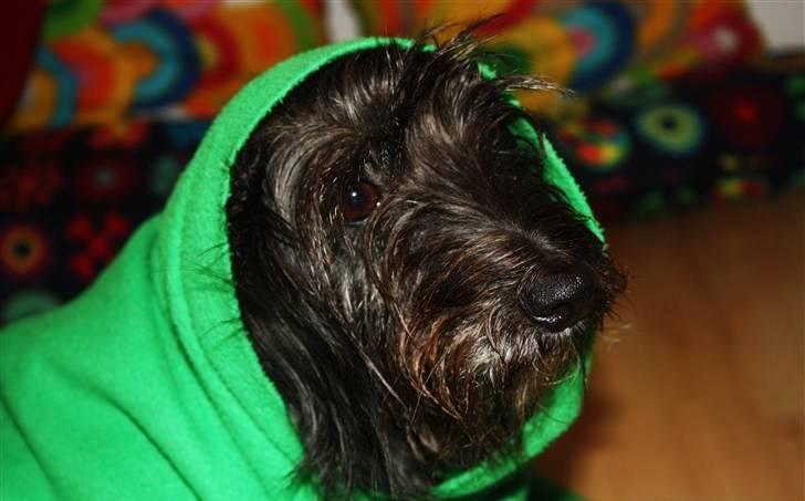 Blanding af racer Molly. billede 4