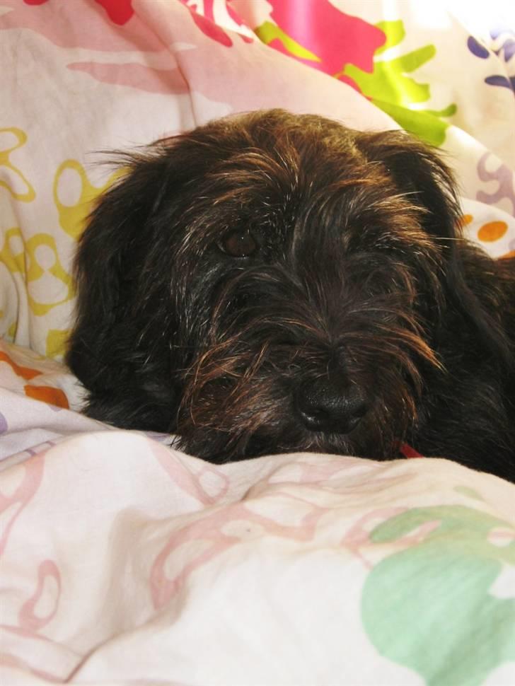 Blanding af racer Molly. billede 5