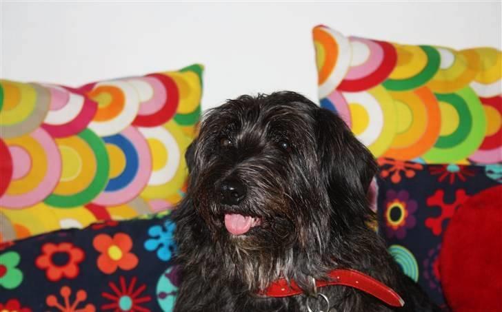 Blanding af racer Molly. billede 6