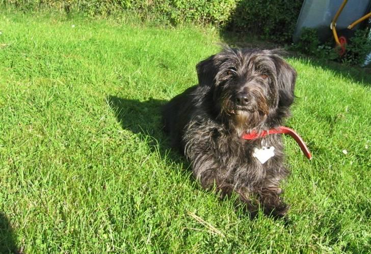 Blanding af racer Molly. billede 7