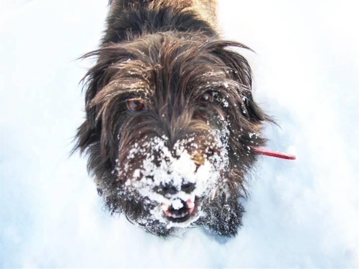 Blanding af racer Molly. billede 8