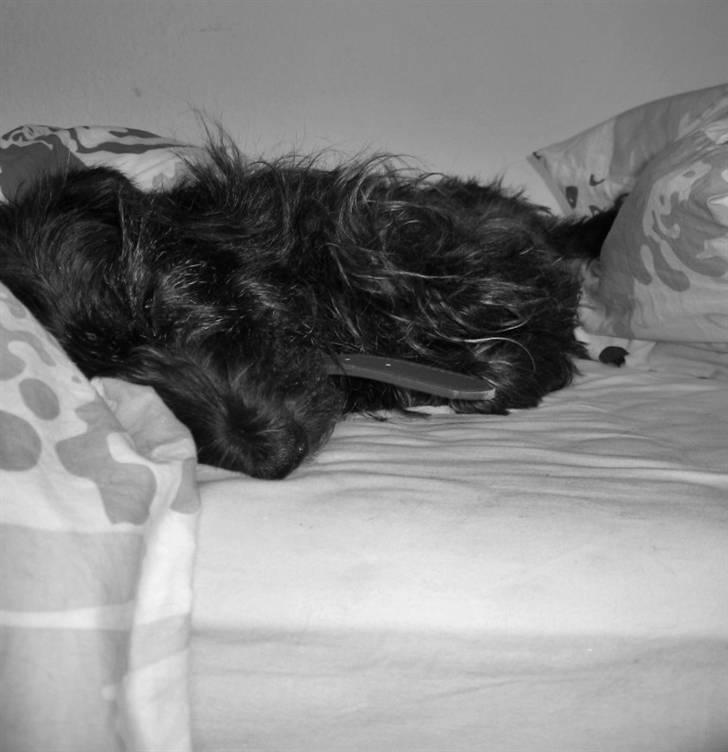 Blanding af racer Molly. billede 9