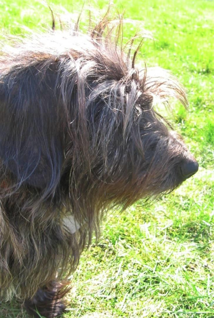 Blanding af racer Molly. billede 11