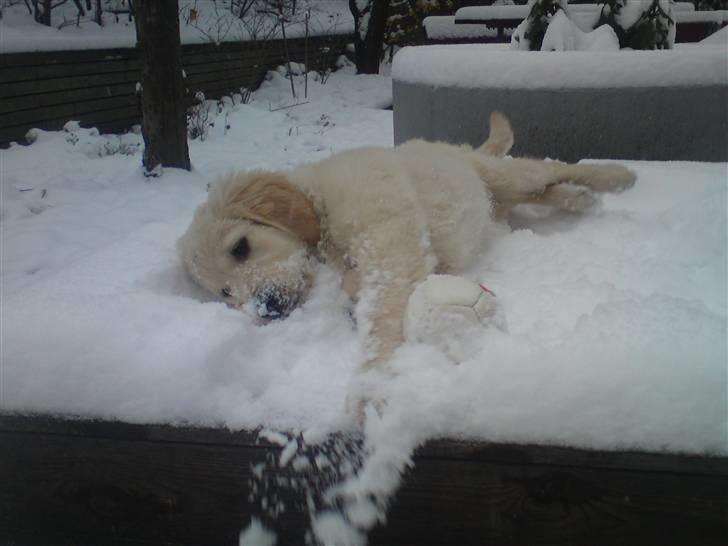 Golden retriever Filippa aka Alma - Jeg trænger lige til en lille slapper billede 23