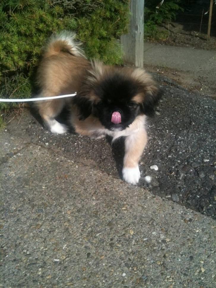 Pekingeser Simba billede 8