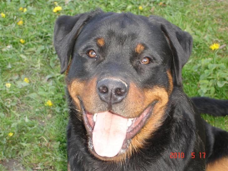 Rottweiler Bayo billede 10
