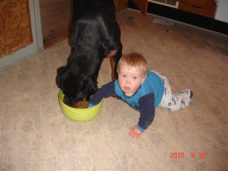 Rottweiler Bayo - man deler jo gerne med sin bedste ven billede 11