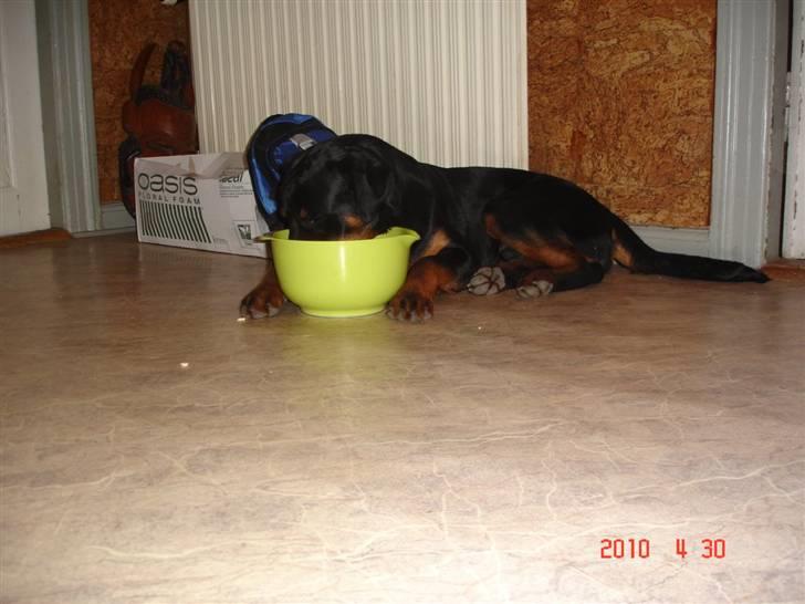 Rottweiler Bayo - ja lidt doven har man lov til at være billede 12