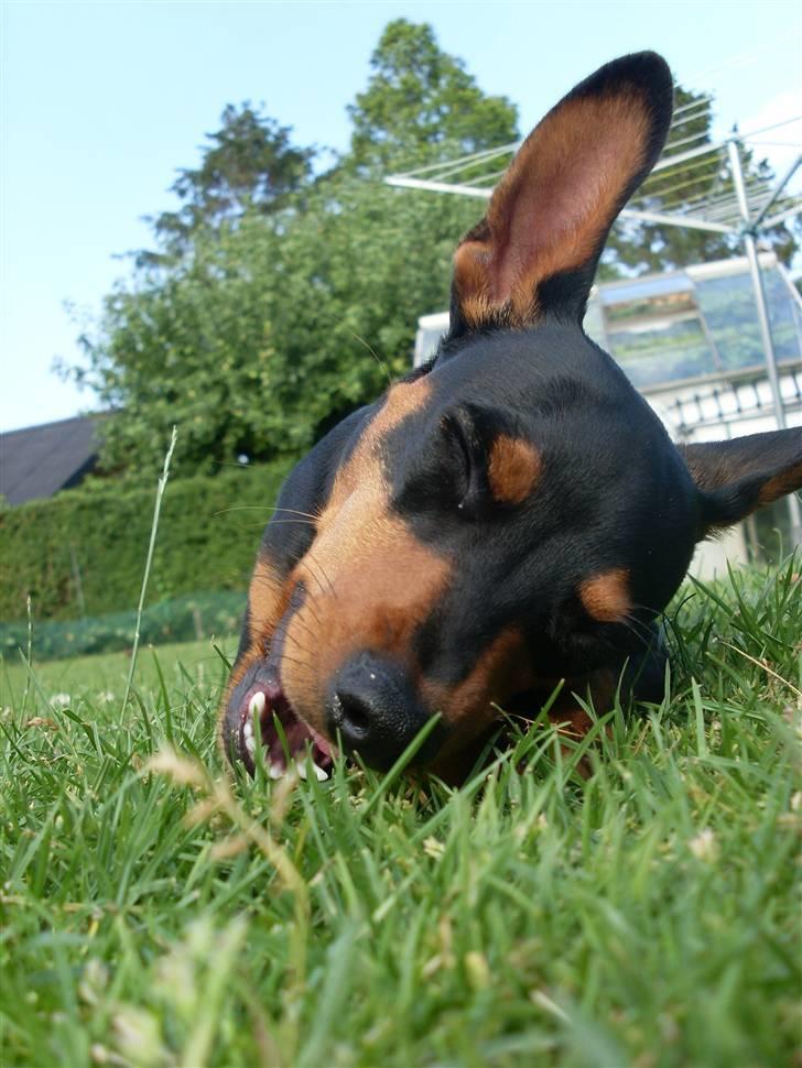 Dvaergpinscher Jago billede 15