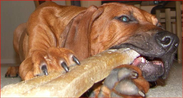 Rhodesian ridgeback       "Bhara Bhara" Jengo - 16 uger billede 10