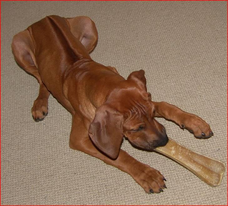 Rhodesian ridgeback       "Bhara Bhara" Jengo - 16 uger billede 11