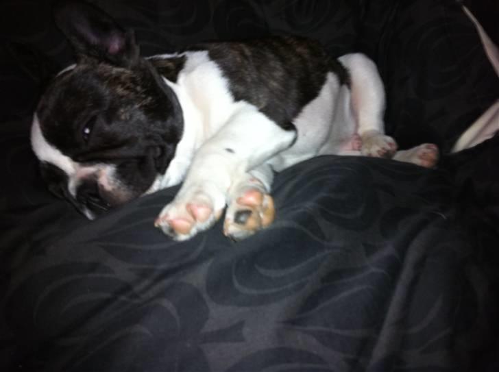 Fransk bulldog Nicki *En stjerne på himmelen* billede 2