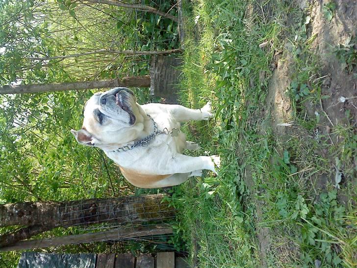 Engelsk bulldog Whiskey - z Mostowego Sadu billede 15