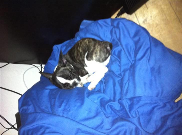 Fransk bulldog Nicki *En stjerne på himmelen* billede 3