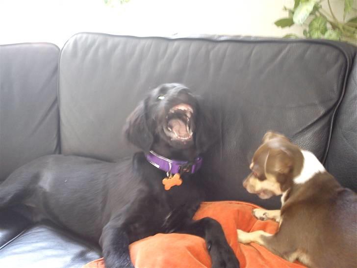 Flat coated retriever Alma - engle barnet/koldbøtte billede 9