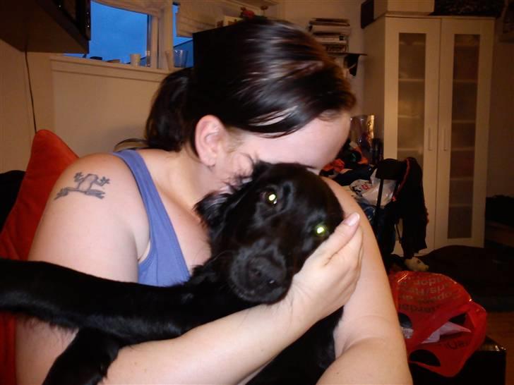 Flat coated retriever Alma - engle barnet/koldbøtte - mors lille puttemås...!! ;) billede 10