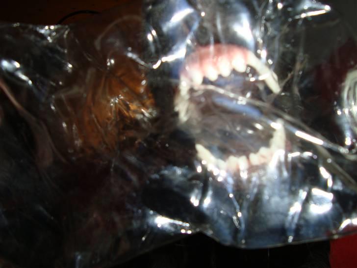 Flat coated retriever Alma - engle barnet/koldbøtte - 28.10.2010 se mine bisser gennem flasken... farlig hund ! billede 11