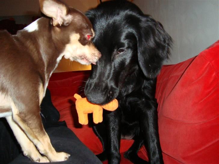 Flat coated retriever Alma - engle barnet/koldbøtte - 28.10.2010 billede 13