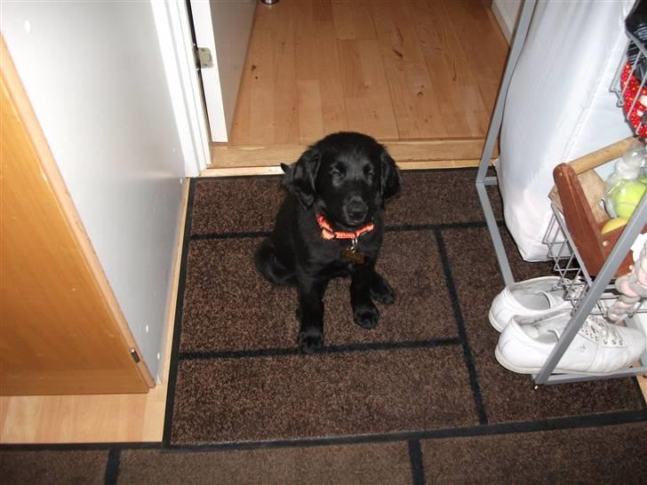 Flat coated retriever Alma - engle barnet/koldbøtte billede 8