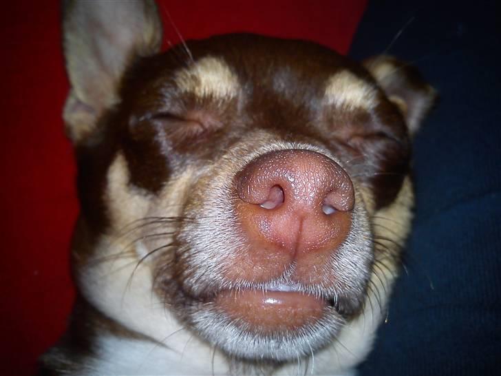 Chihuahua Aio - djævlens barn ;) - meget smuk ;) eller... billede 2