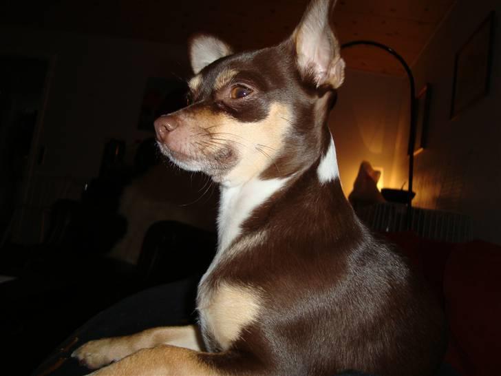 Chihuahua Aio - djævlens barn ;) - 28.10.2010 meget stolt chi... billede 12