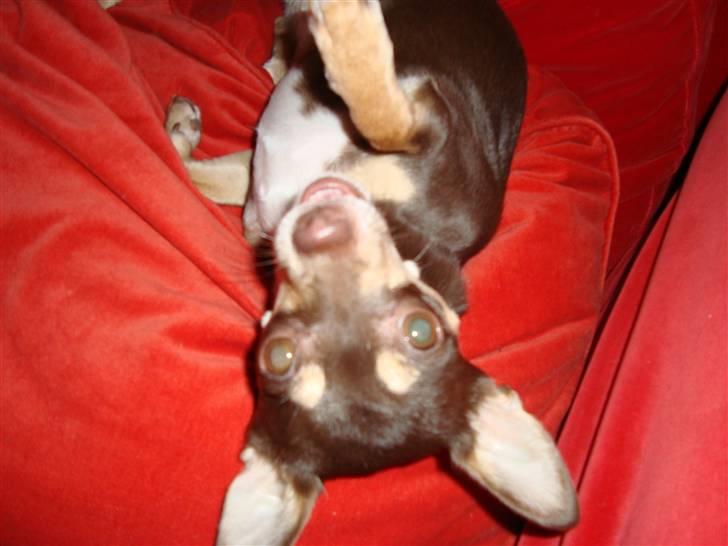 Chihuahua Aio - djævlens barn ;) - 28.10.2010 charme, selvtillid og lækkert hår!! billede 13