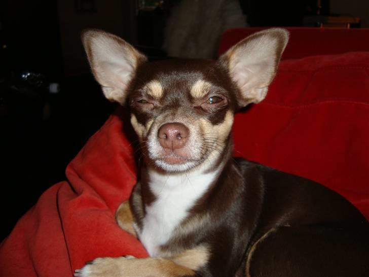 Chihuahua Aio - djævlens barn ;) - 28.10.2010 er bar den smukkeste... billede 14