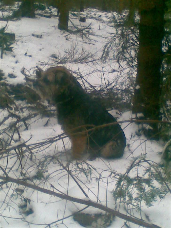 Border terrier Anton billede 2