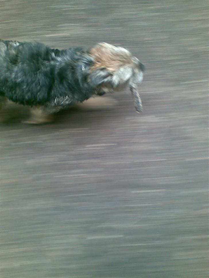 Border terrier Anton billede 3