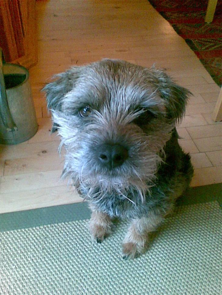 Border terrier Anton billede 4