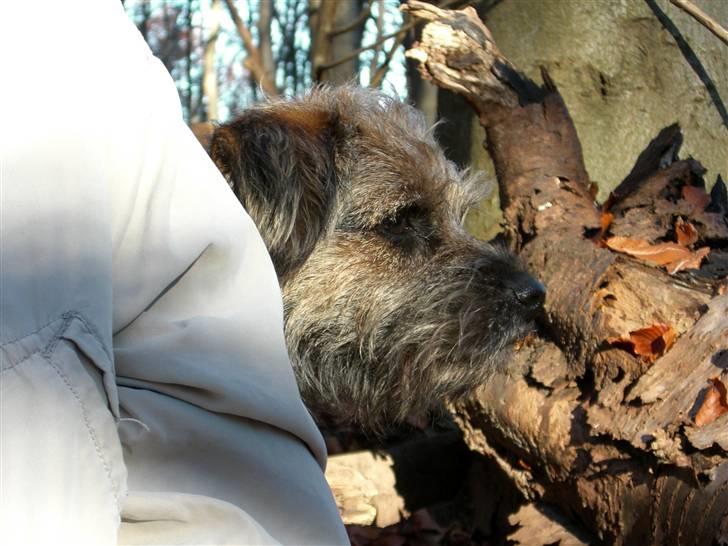 Border terrier Anton billede 5