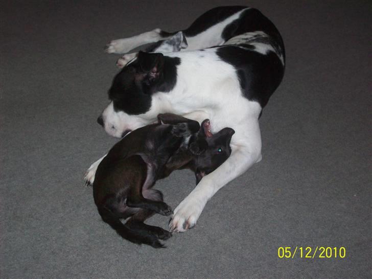 Blanding af racer Qiwi - Qiwi der tror hende og donna der skal lege :p men donna vil sove ^^ billede 11