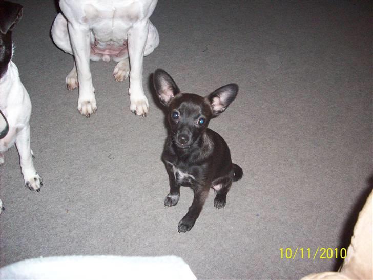 Blanding af racer Qiwi billede 12