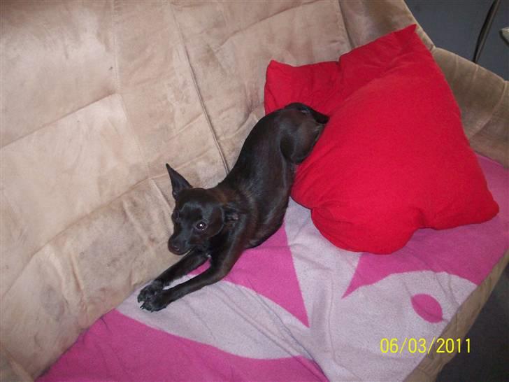 Blanding af racer Qiwi billede 13