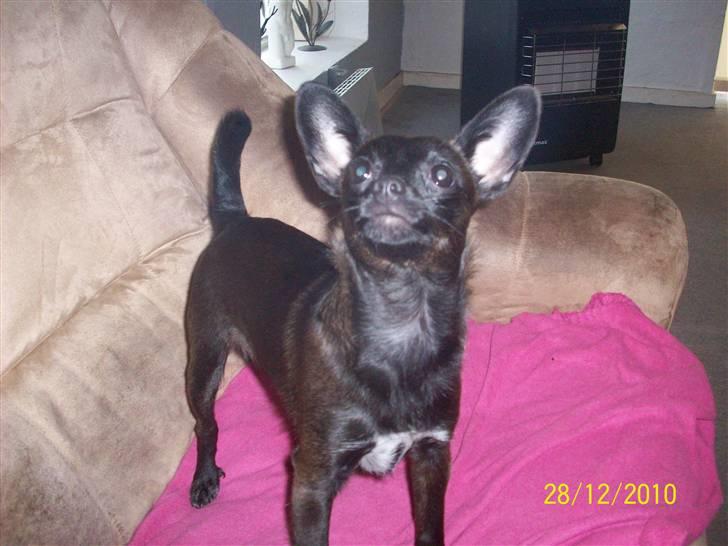 Blanding af racer Qiwi billede 15