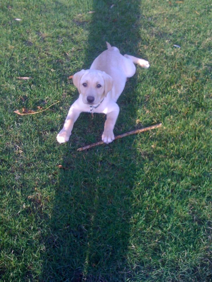 Labrador retriever Jamy billede 1