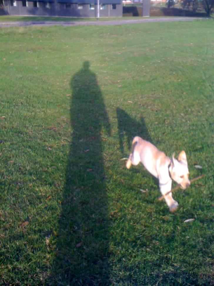 Labrador retriever Jamy billede 3