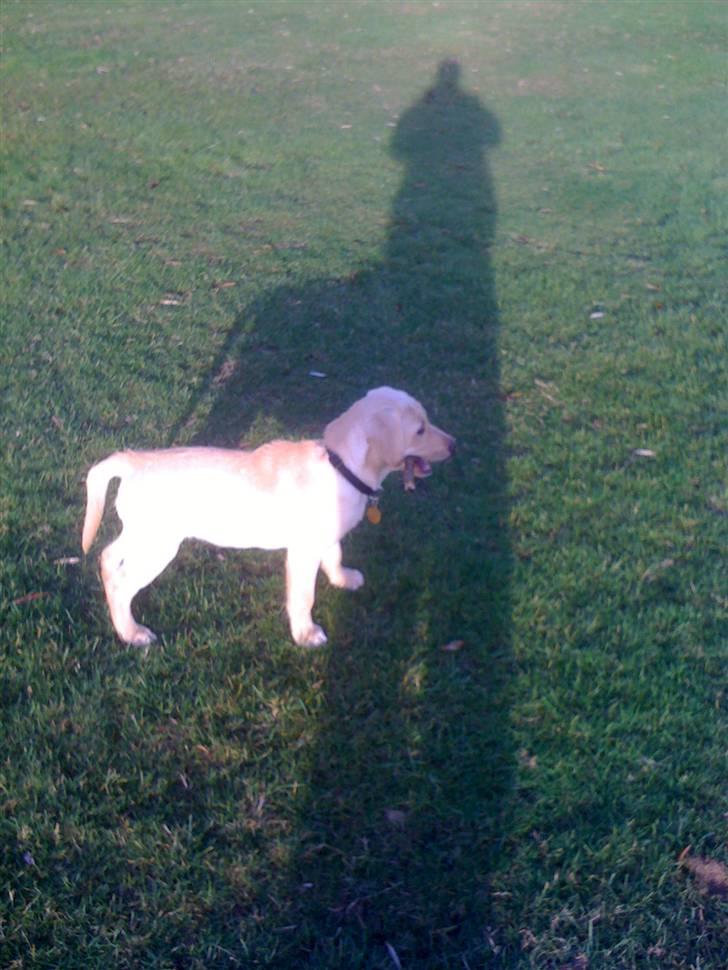 Labrador retriever Jamy billede 4