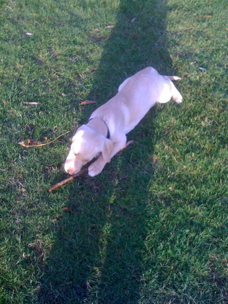 Labrador retriever Jamy billede 5