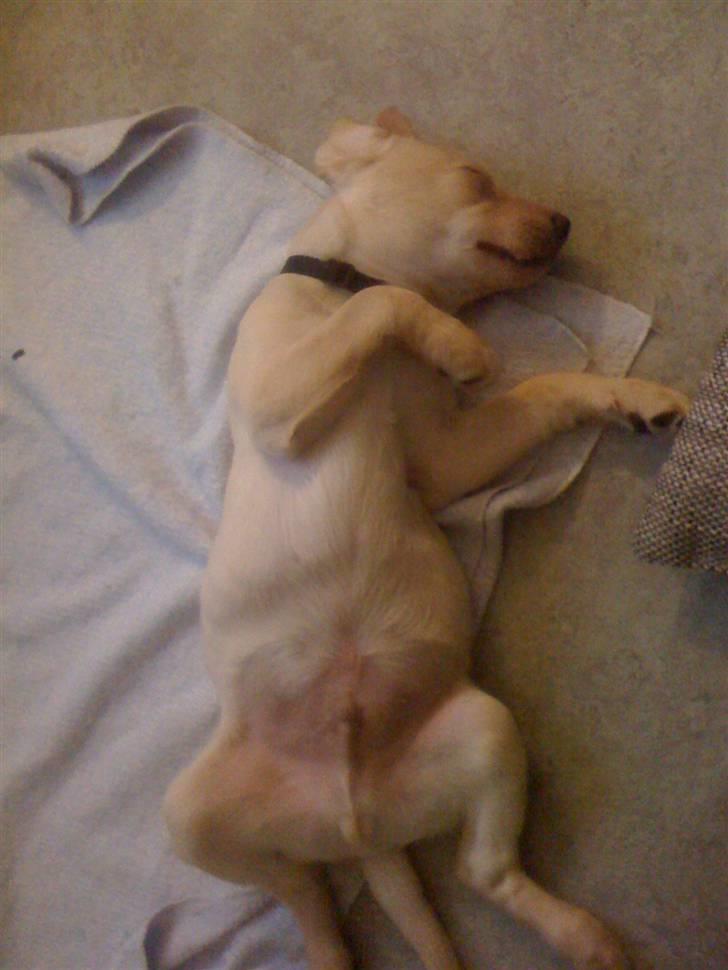 Labrador retriever Jamy - Godt med noget søvn :) billede 6