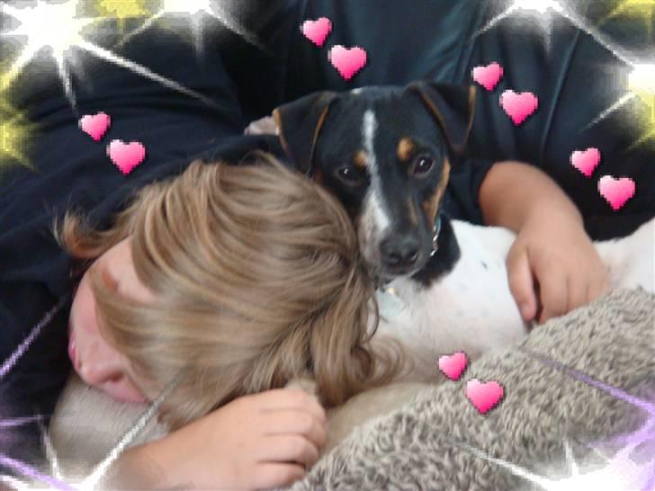Jack russell terrier Lykkebo's Troy - Shh vi må være stille så vi ikke vækker nicoline billede 19