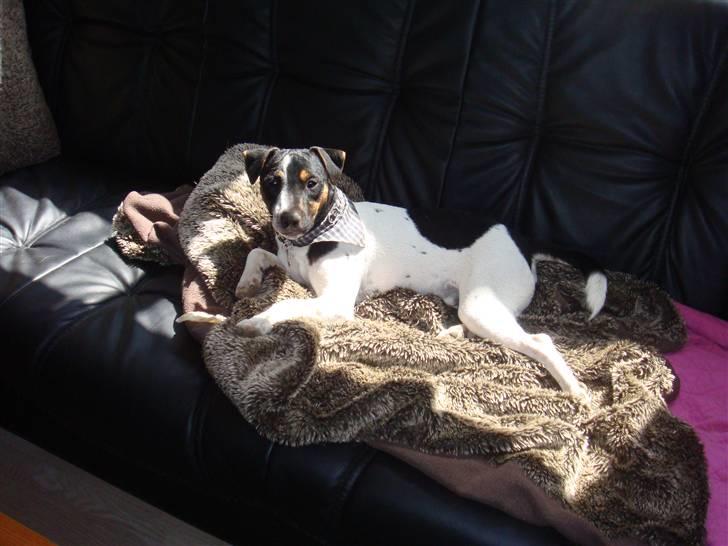 Jack russell terrier Lykkebo's Troy - uha jeg elsker sol billede 20