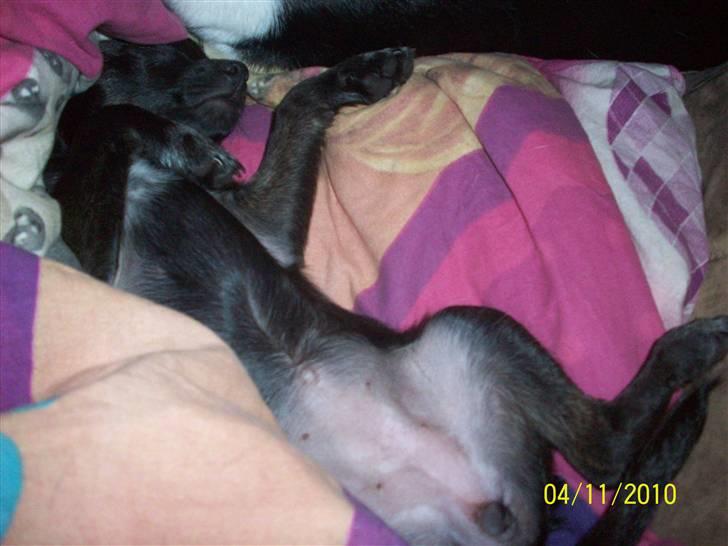 Blanding af racer Qiwi billede 16