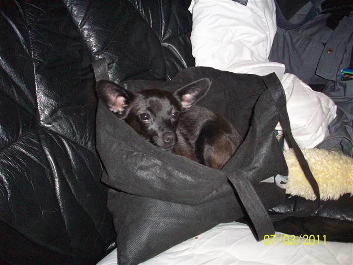 Blanding af racer Qiwi billede 17