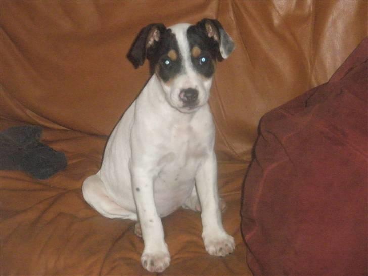 Dansk svensk gaardhund liva billede 1