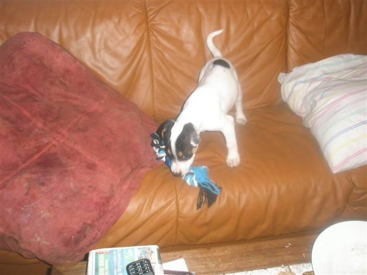 Dansk svensk gaardhund liva billede 2