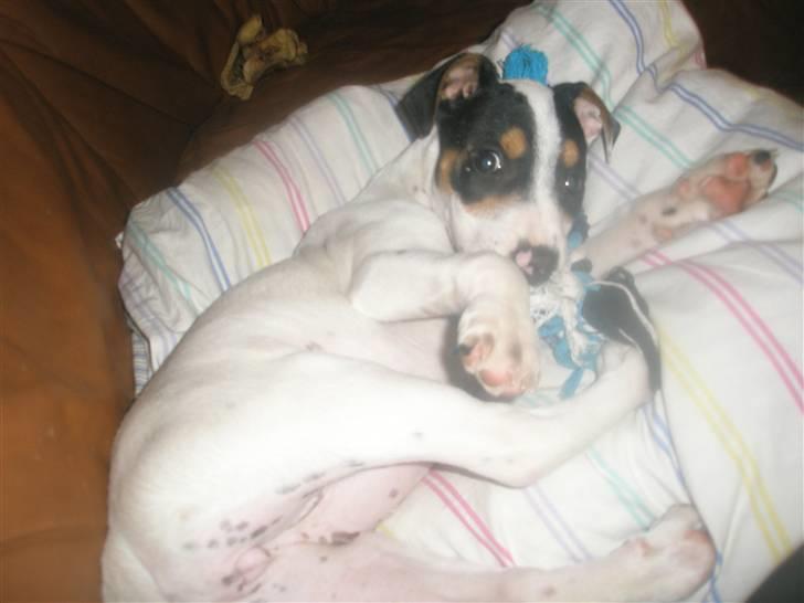 Dansk svensk gaardhund liva billede 3