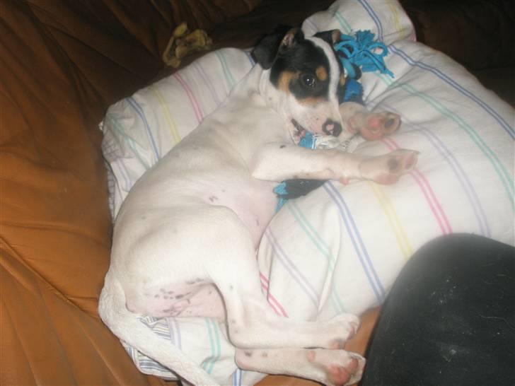 Dansk svensk gaardhund liva billede 4