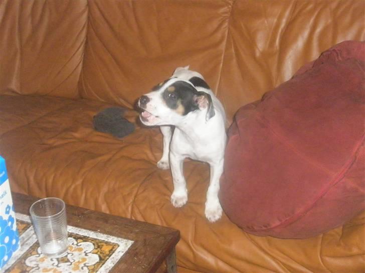 Dansk svensk gaardhund liva billede 5